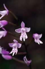 Stenoglottis fimbriata