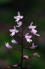 Stenoglottis fimbriata