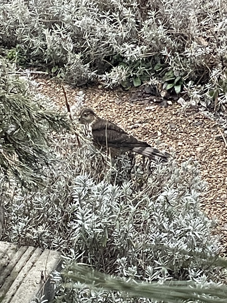 Sharpshinned Hawk from Salmon River Rd, Spallumcheen, BC, CA on