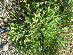 Leontodon saxatilis saxatilis