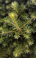 Podocarpus nubigenus