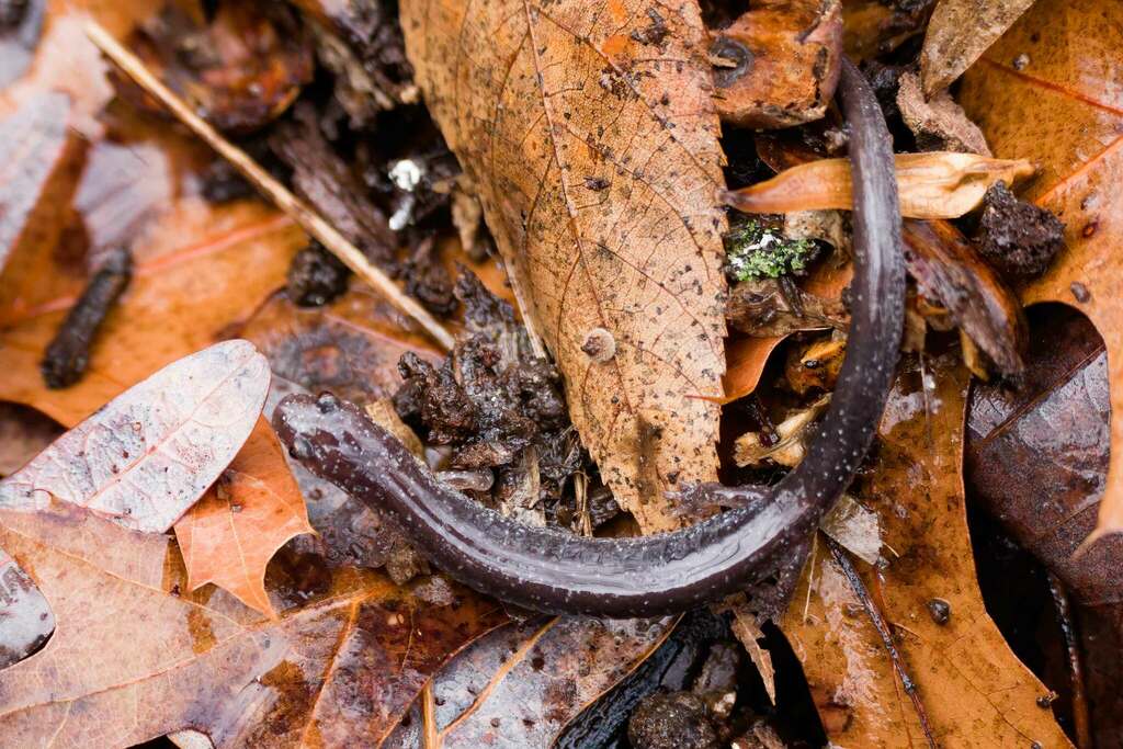 Eastern Redbacked Salamander from Boulevard Manor, Arlington, VA, USA