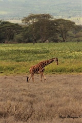 Giraffa camelopardalis reticulata