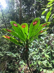 Columnea dimidiata