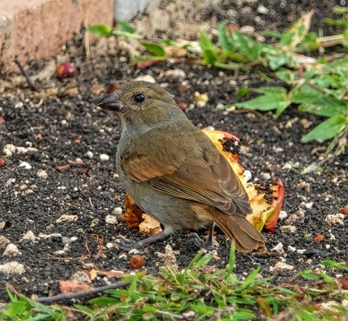 Barbados Bullfinch (Loxigilla barbadensis), photo 10