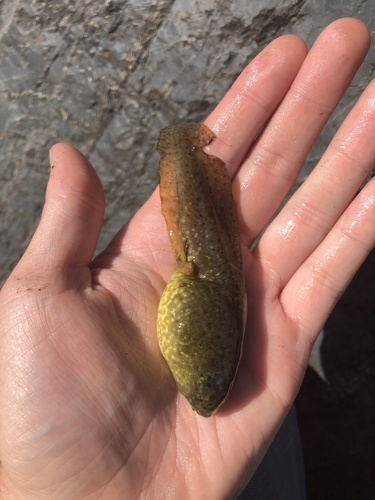 iNaturalist observation photo of American Bullfrog