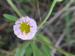 Erigeron tenuis