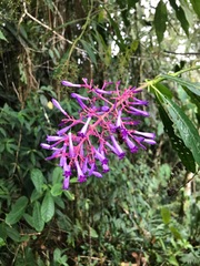 Palicourea angustifolia