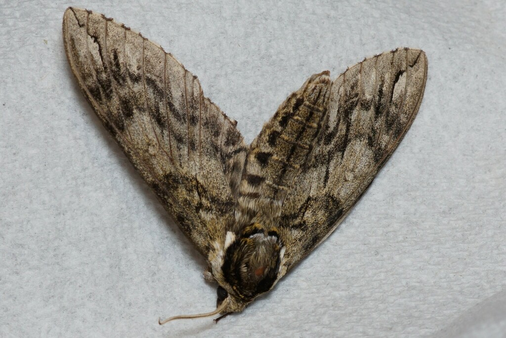Waved Sphinx from Avery County, NC, USA on June 17, 2023 at 02:07 PM by ...
