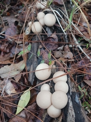 Apioperdon pyriforme image