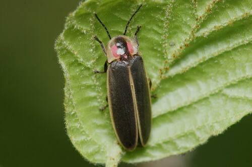 Synchronous Firefly (Photinus carolinus) · iNaturalist United Kingdom