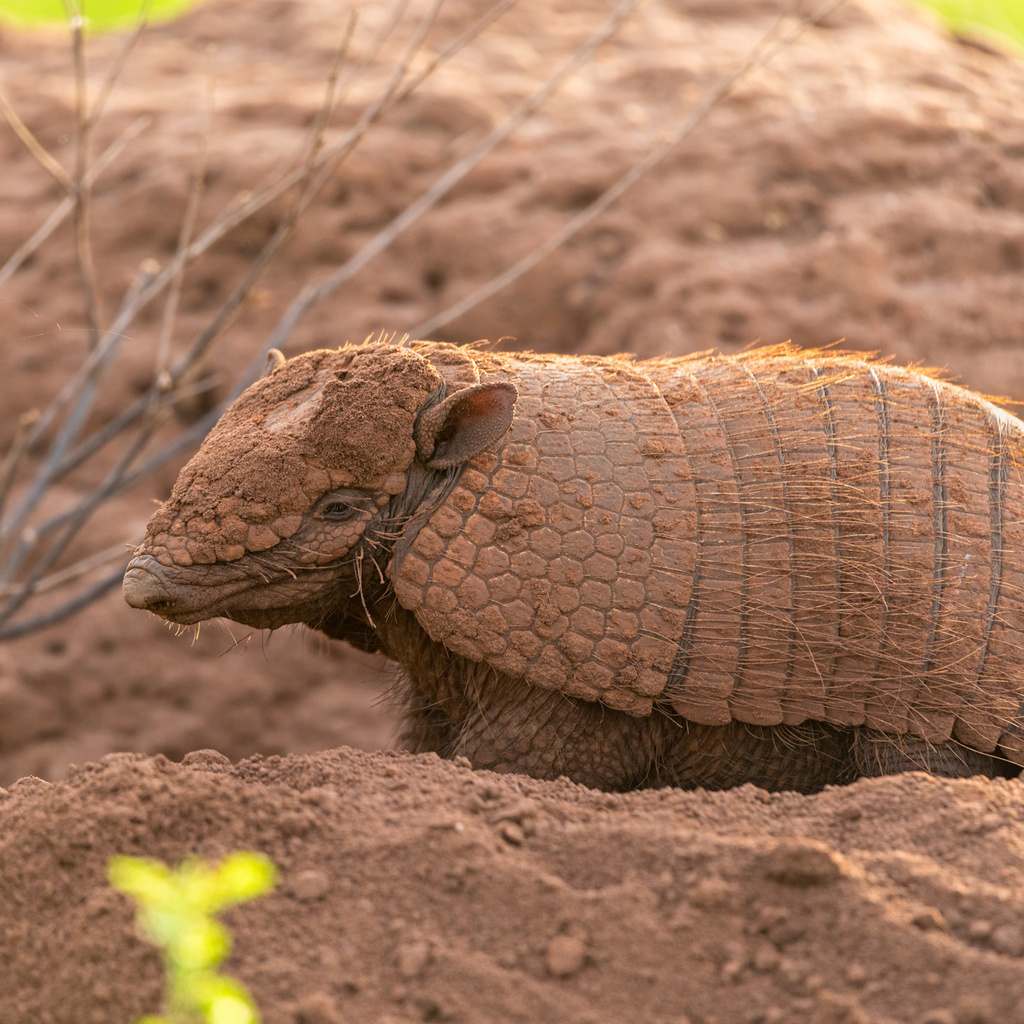 Yellow Armadillo
