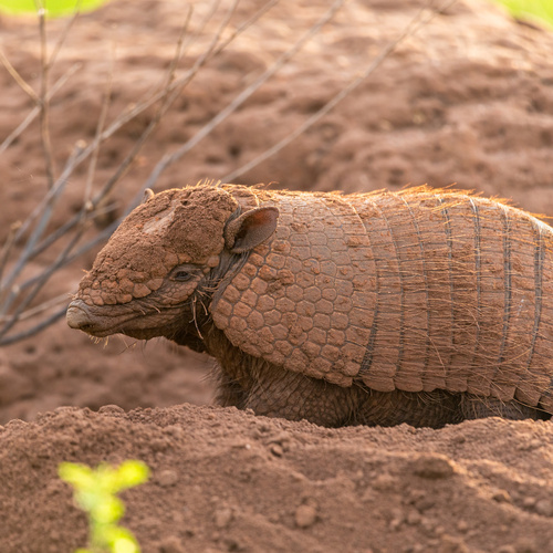 Yellow Armadillo