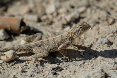 Agama bibronii