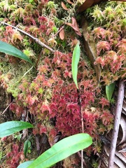 Sphagnum magellanicum