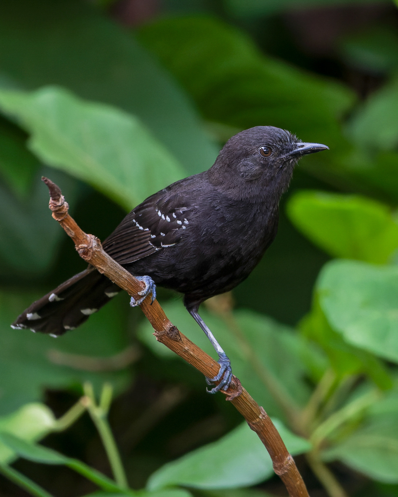 Mato Grosso Antbird (Cercomacra melanaria), photo 4