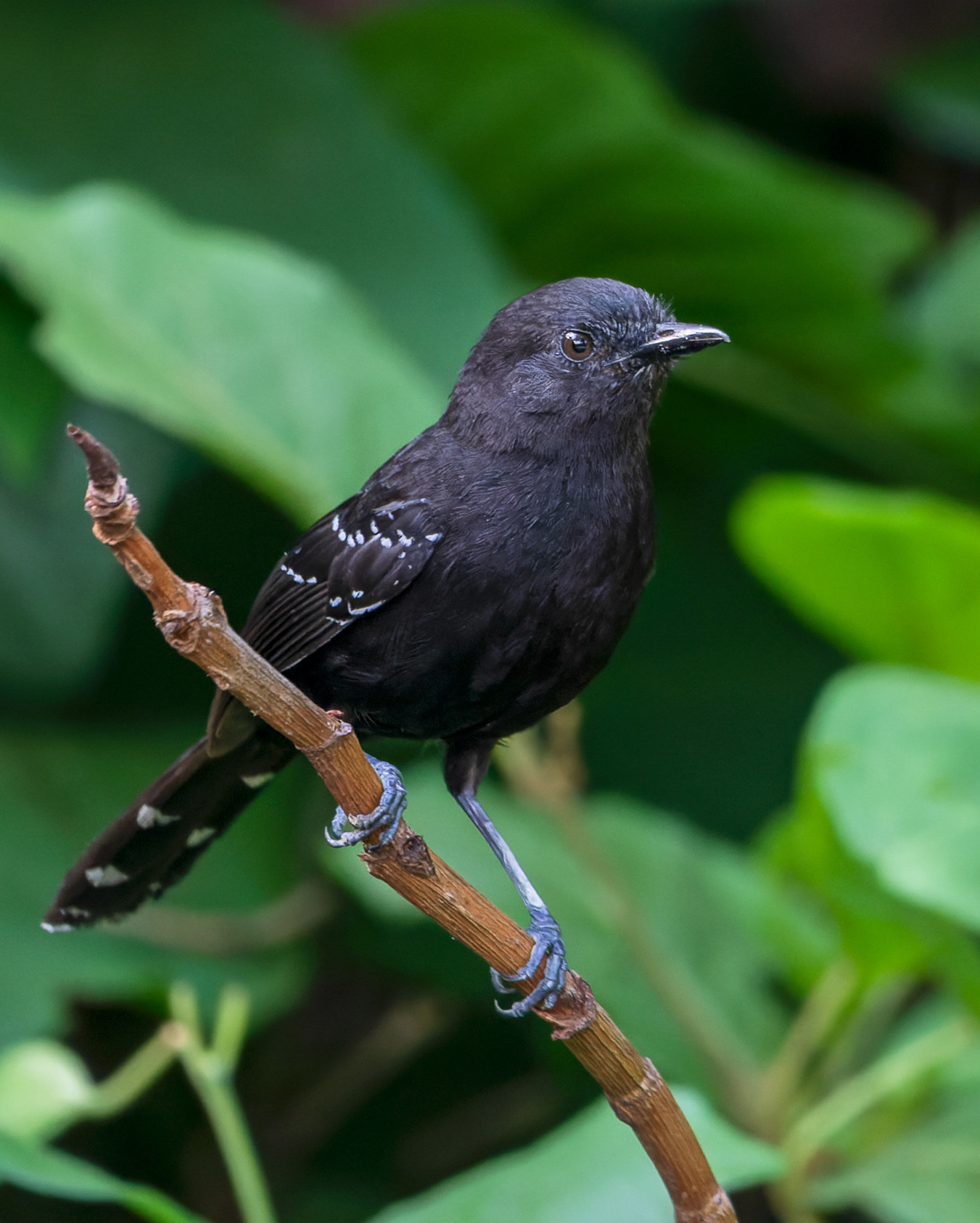 Mato Grosso Antbird (Cercomacra melanaria), photo 5