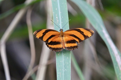 Banded Orange Heliconian (Dryadula phaetusa)