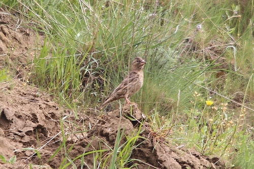 Rock Sparrow, Кумторкалинский р-н, Респ. Дагестан, Россия, photo 8 of 10