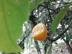 Leuenbergeria bleo
