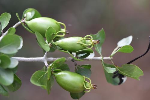 Gardenia cornuta image