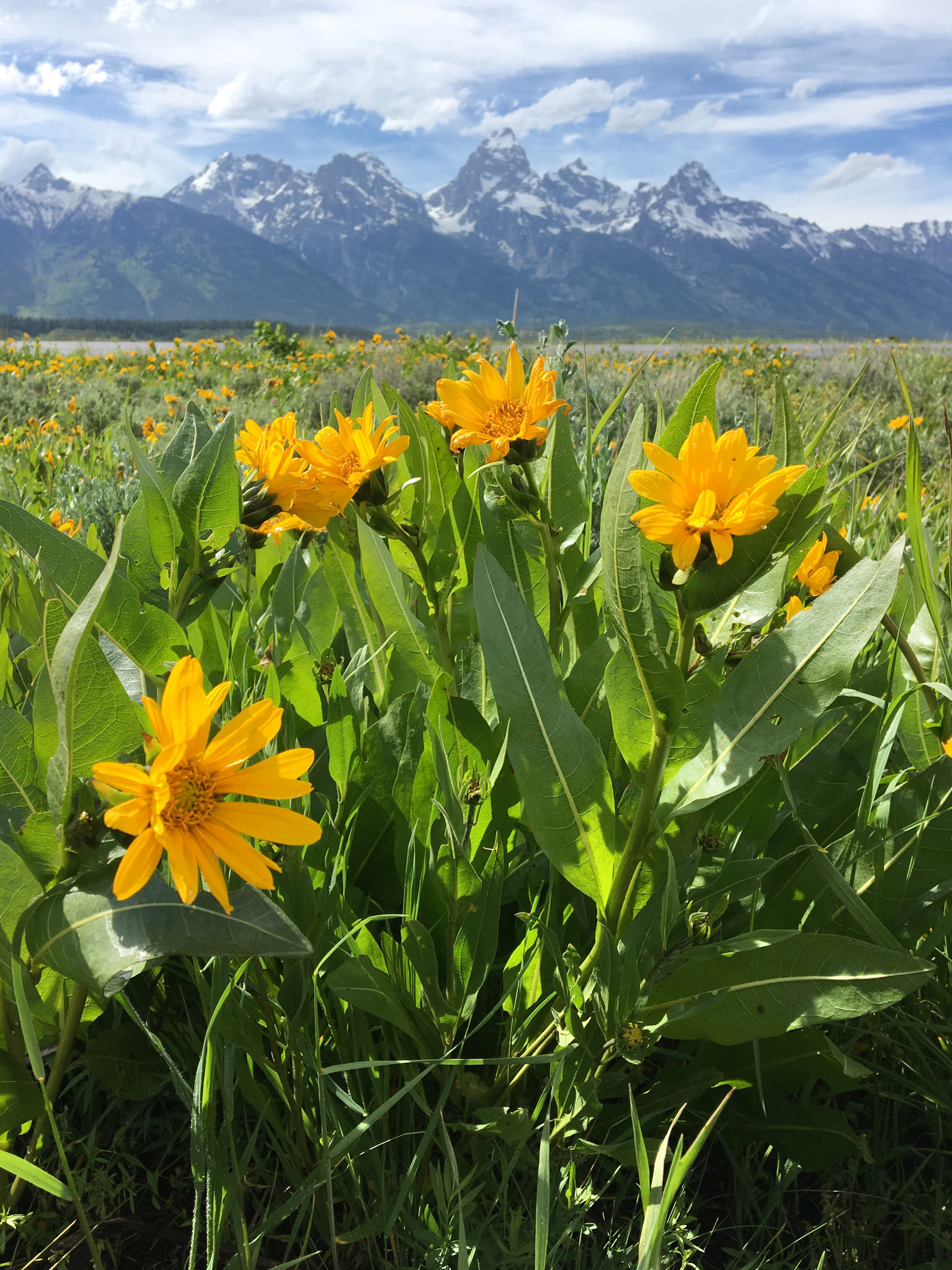 Wyethia amplexicaulis