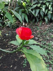 Leuenbergeria bleo