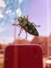Chrysochroini
