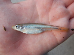 Notropis texanus