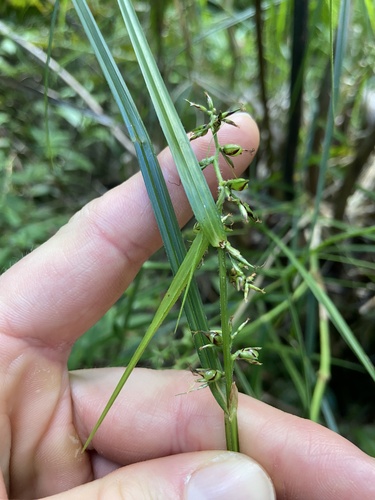 Razor grass