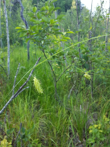 Carex vesicaria iNat (1)