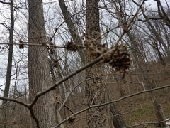 Podosphaera phytoptophila