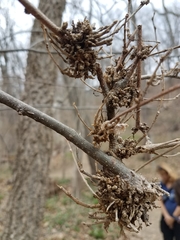 Podosphaera phytoptophila