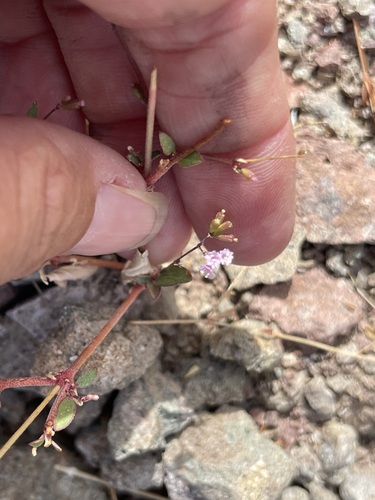 Slender spiderling (Boerhavia triquetra)