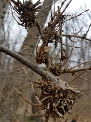 Podosphaera phytoptophila