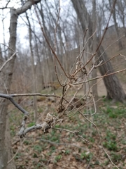 Podosphaera phytoptophila