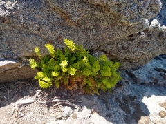 Cryptogramma fumariifolia, photograph (c) Ezequiel Racker, some rights reserved (CC BY)