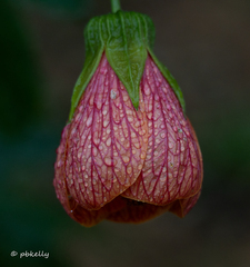 Callianthe picta image