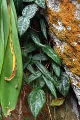 Ceropegia linearis debilis