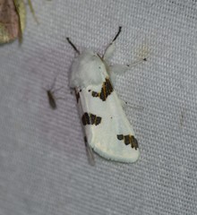 Euerythra trimaculata