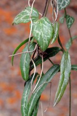 Ceropegia linearis debilis