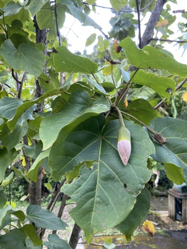 maga (Thespesia grandiflora)