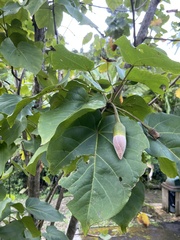 Thespesia grandiflora, photograph (c) Scott Ward, some rights reserved (CC BY)