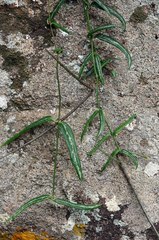 Ceropegia linearis debilis