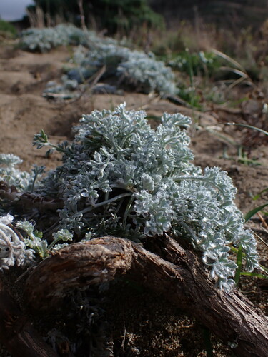Sandhill sage foliage