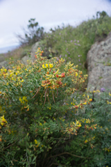 Acmispon dendroideus traskiae