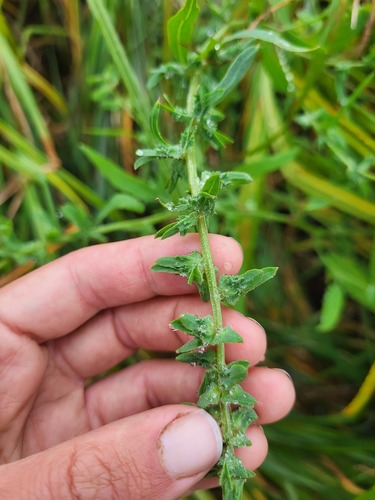 Gmelin's Saltbush (Atriplex gmelinii)