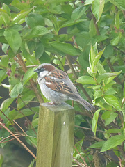 Passer domesticus