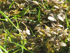 Argentina anserinoides