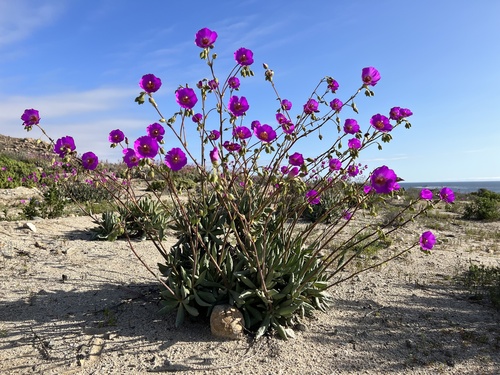 Cistanthe